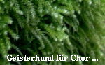 Geisterhund